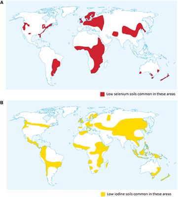 Biofortification of Cereals With Foliar Selenium and Iodine Could Reduce Hypothyroidism